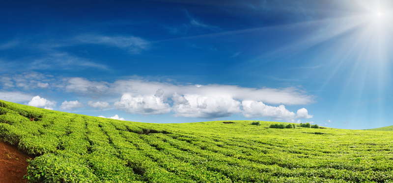 Green field under a bright Hawaiian sky