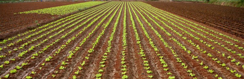 Rows of young crops in a cultivated field